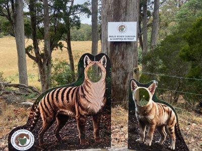 Inglis River-Tas-Tiger1